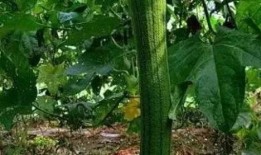 高阳最新吃瓜爆料,娱乐圈风云再起，神秘事件背后真相揭晓