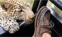 遇见豹子最新爆料,揭秘明星幕后故事