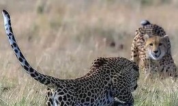 遇见豹子最新爆料,揭秘明星幕后故事