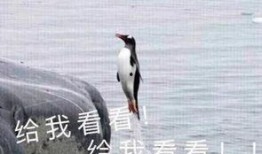 娱乐吃瓜君遛鸟大师是谁,揭秘娱乐吃瓜君背后的神秘人物