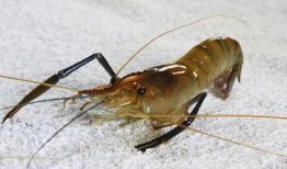 海虾养殖爆料视频,视频爆料背后的养殖真相