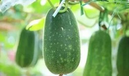 高阳最新吃瓜爆料,娱乐圈风云再起，神秘事件背后真相揭晓