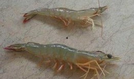 海虾养殖爆料视频,视频爆料背后的养殖真相