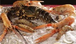 海虾养殖爆料视频,视频爆料背后的养殖真相