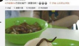 爆料学校饭菜视频,揭秘学生餐食背后的真相