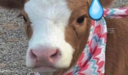 娱乐吃瓜酱丫,揭秘娱乐圈那些不为人知的幕后故事