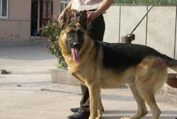 狼狗最新爆料视频播放下载,独家下载解析