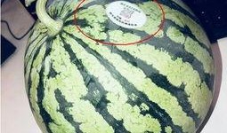 免费吃瓜网红群,揭秘网络红人的幕后生活