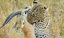 遇见豹子最新爆料,揭秘明星幕后故事