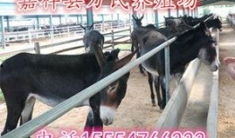 小洲爆料二驴是真的吗视频,视频内容深度解析